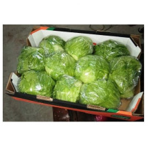 Organic Fresh Iceberg Lettuce High Quality Supplier From China